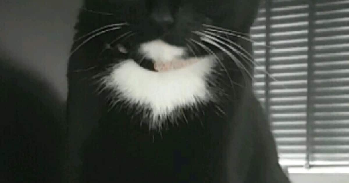 Heb jij Mollie, Fifi of Loena gezien? Deze vier huisdieren worden in Purmerend vermist