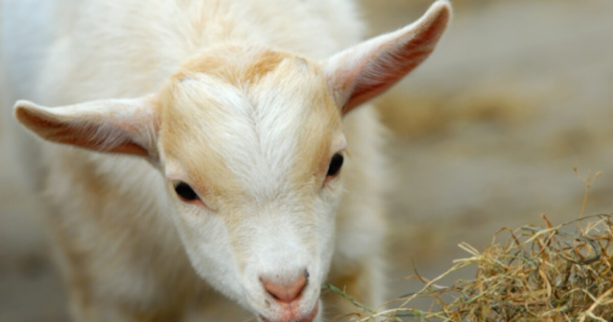 Gemeente houdt inwonersavond over kinderboerderij De Kromme Akker in Geertruidenberg