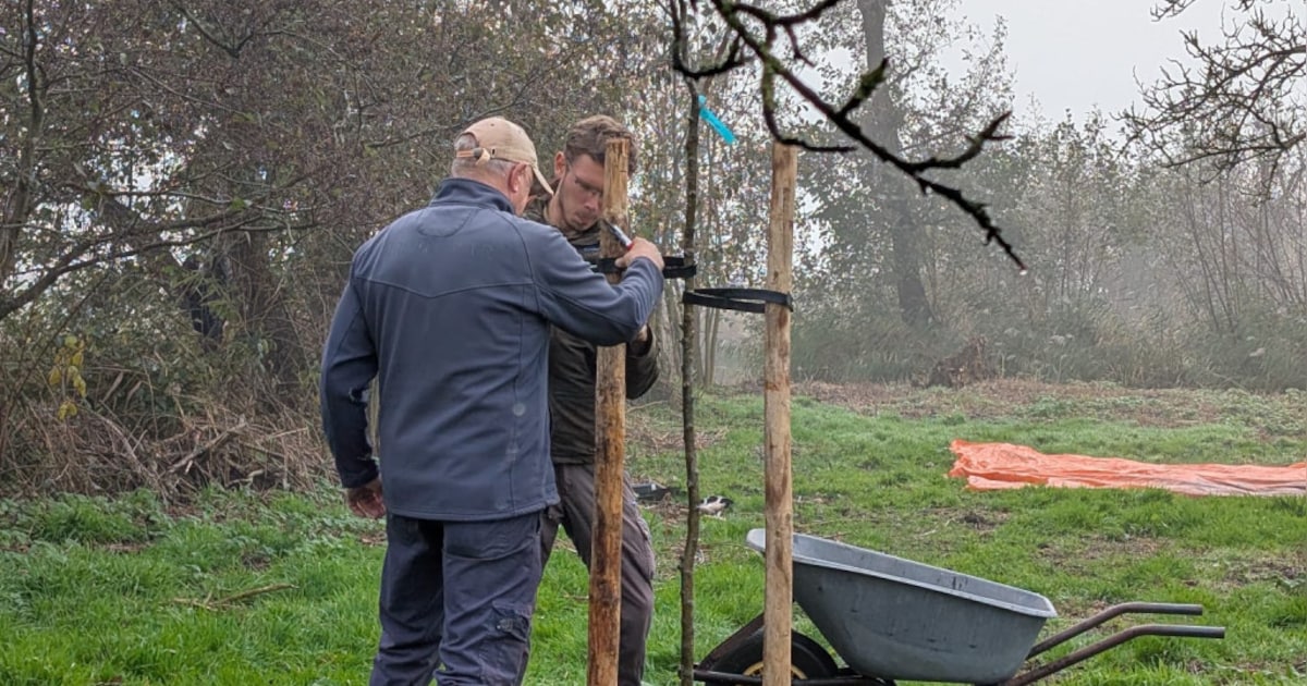 Vrijwilligers planten fruitbomen in Eilandspolder