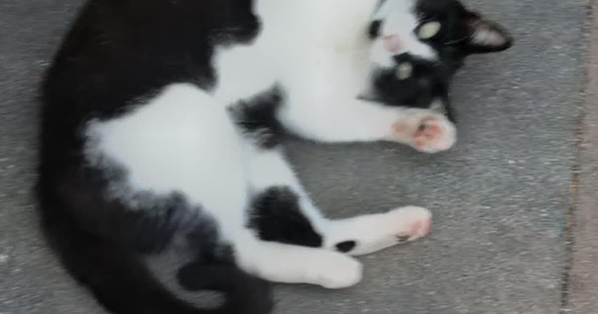 Heb jij Flip of Kyra gezien? Deze twee huisdieren worden in Goes vermist