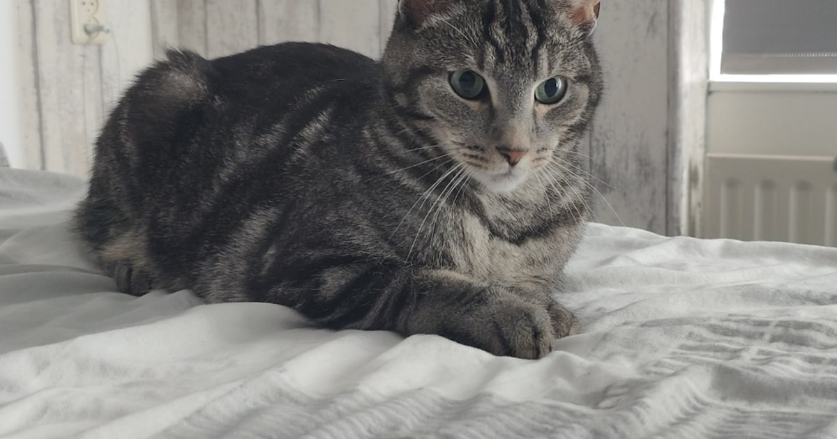 Heb jij Balou gezien? Dit huisdier wordt in Teylingen vermist