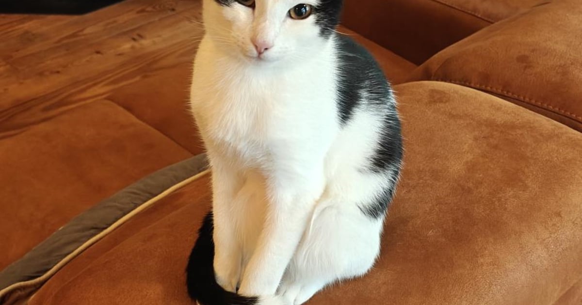 Heb jij Maya of Bruno gezien? Deze twee huisdieren worden in Koggenland vermist