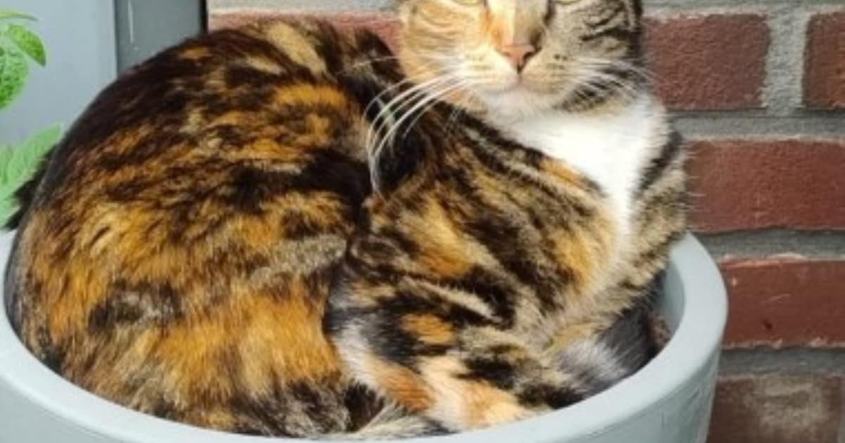 Heb jij Penny gezien? Dit huisdier wordt in Leiderdorp vermist