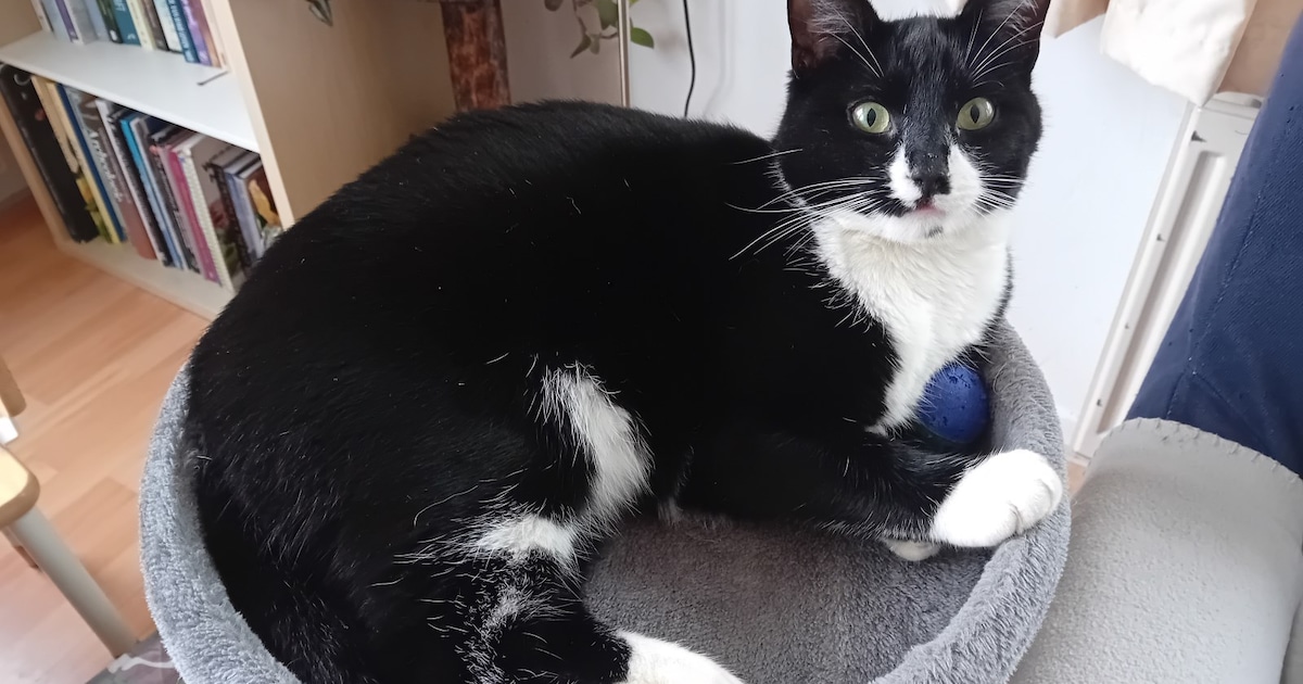 Heb jij Zorro gezien? Dit huisdier wordt in Montfoort vermist