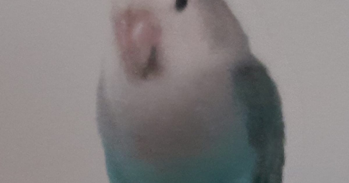 Heb jij Boncuk gezien? Dit huisdier wordt in Terneuzen vermist