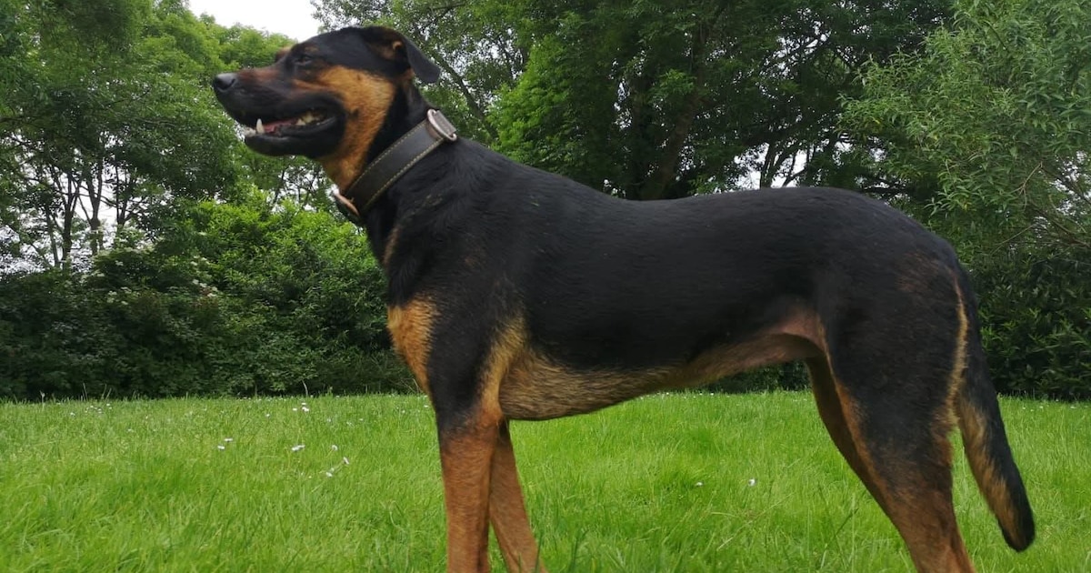 Heb jij Rico of Cookie gezien? Deze twee huisdieren worden in Stichtse Vecht vermist