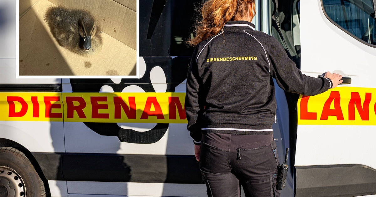Eendenkuiken lijkt verloren, tot Nikita (35) de moeder vindt: ‘Pure warmte en geluk’