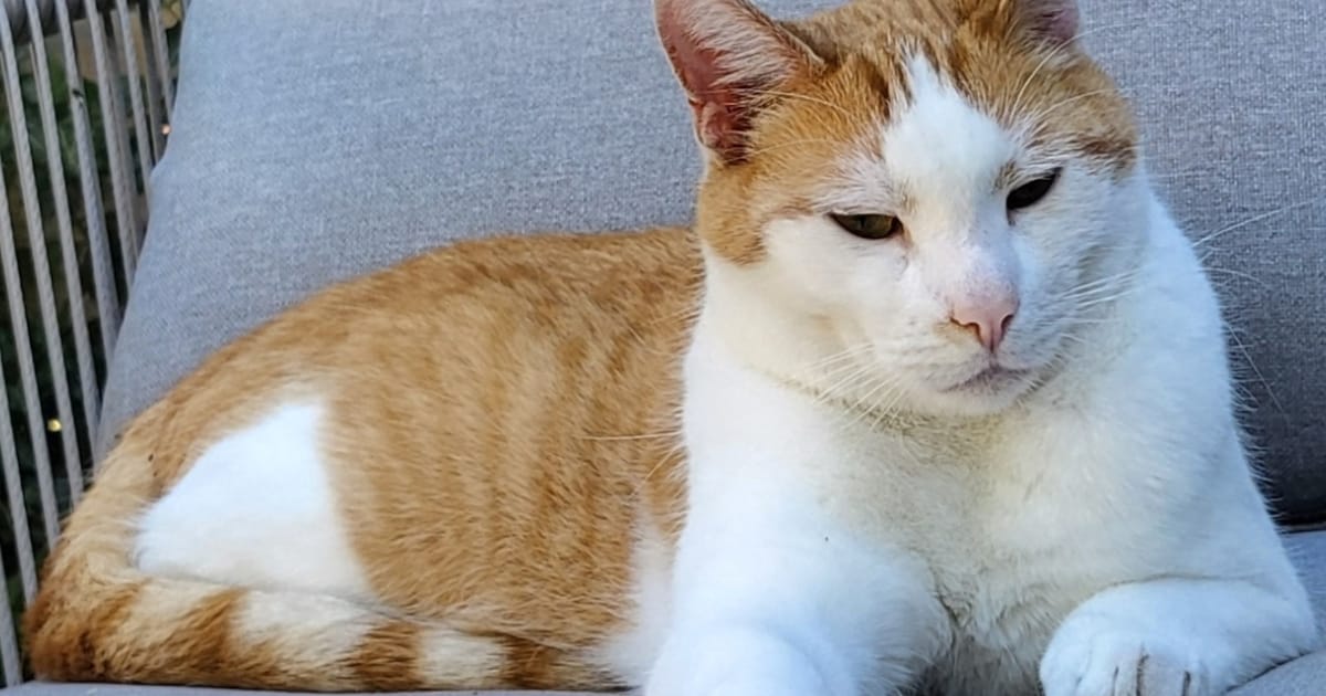 Heb jij Mads gezien? Dit huisdier wordt in Zeist vermist