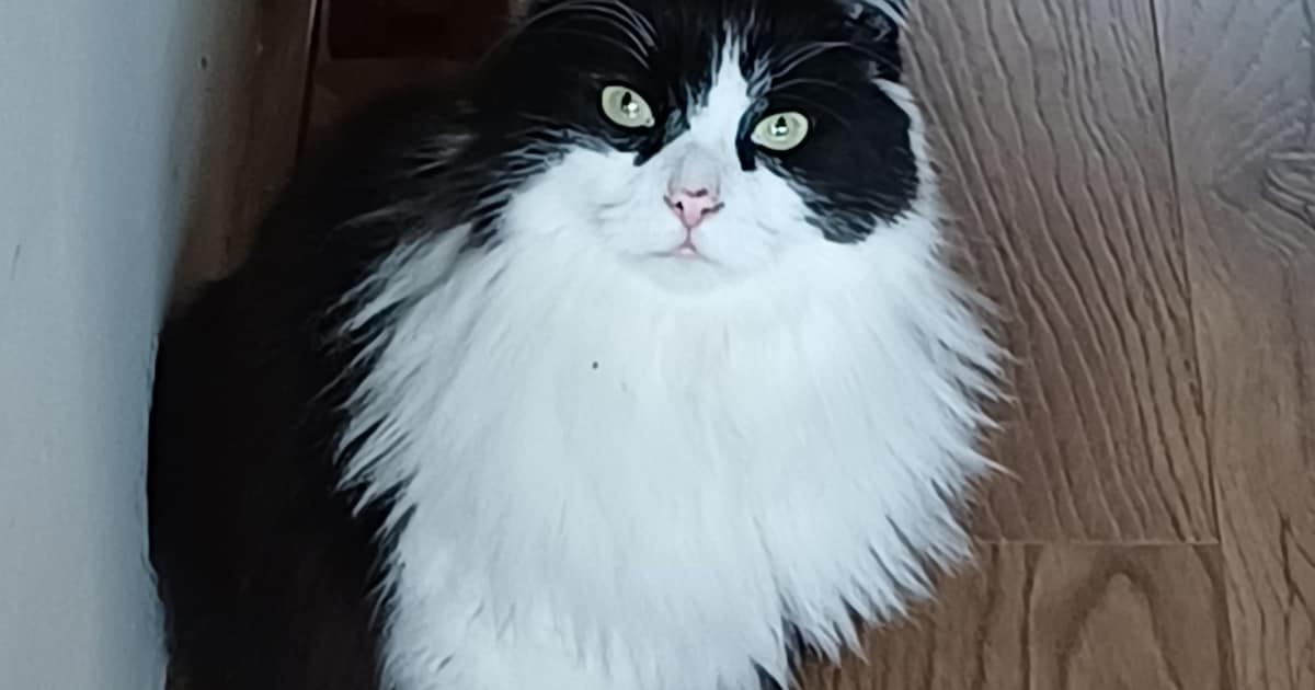 Heb jij Japie of Flecky gezien? Deze twee huisdieren worden in Uitgeest vermist