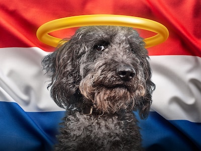 Labradoodle als ‘ideale gezinshond’ is niet altijd zo’n brave rakker