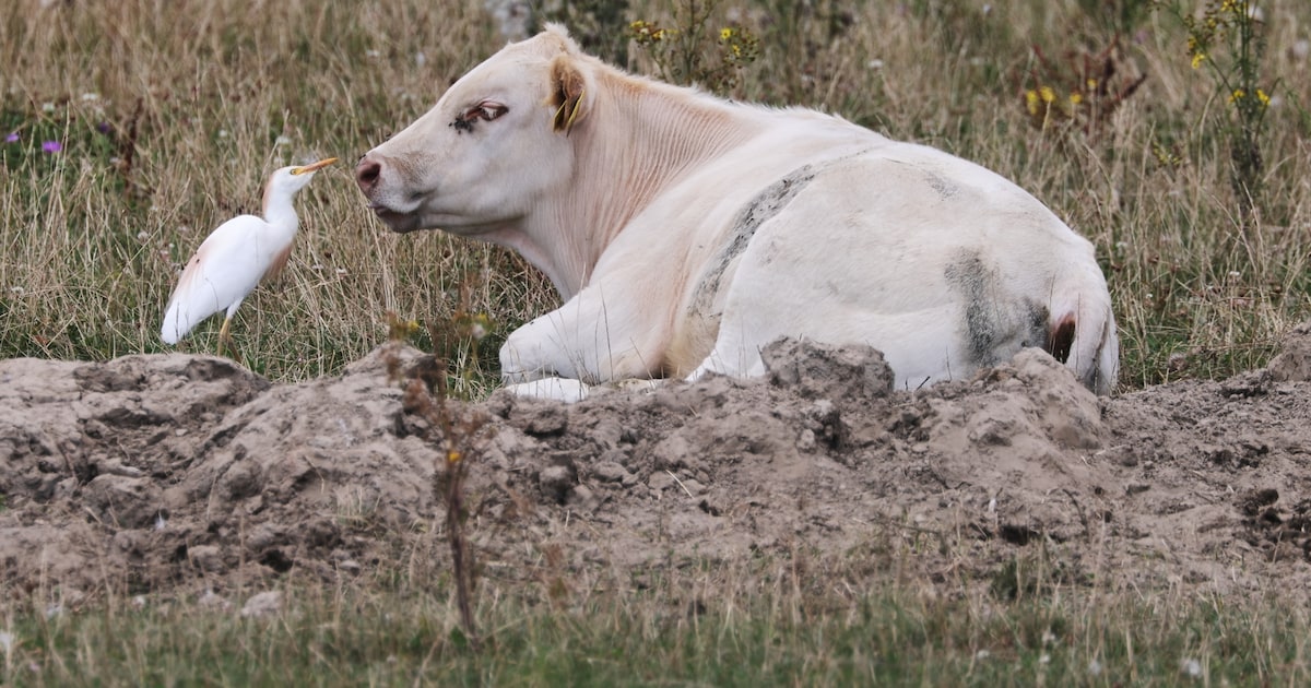 Film over de Biesbosch draait in Made