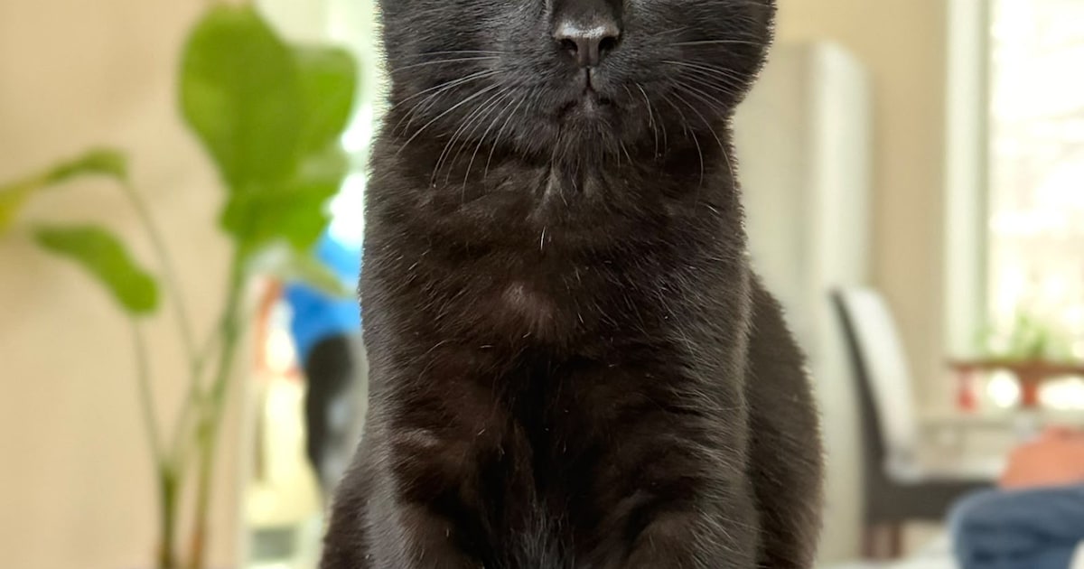 Heb jij Kai gezien? Dit huisdier wordt in Montferland vermist