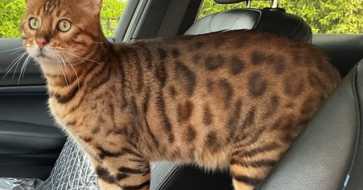 Heb jij Leila, Yuna of Tiger gezien? Deze drie huisdieren worden in Hoogeveen vermist