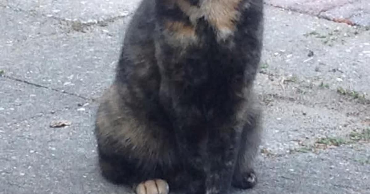 Heb jij Saar, Guus of Pritt gezien? Deze vier huisdieren worden in Ridderkerk vermist