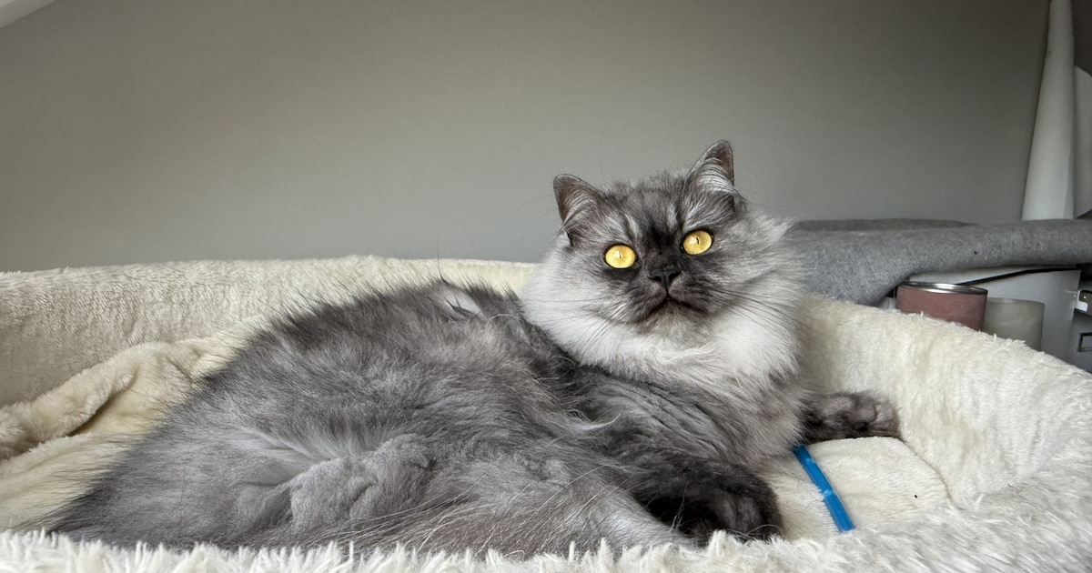 Heb jij Bella, Frankie of Moos gezien? Deze drie huisdieren worden in Gorinchem vermist