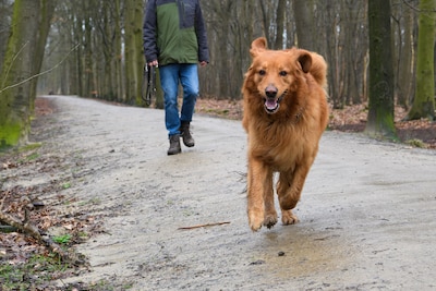 Hondenverbod in het bos haalt land niet van stikstofslot
