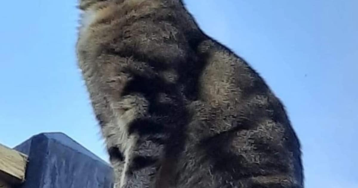 Heb jij Mila gezien? Dit huisdier wordt in Hardinxveld-Giessendam vermist