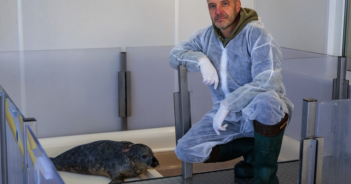 Strandgangers eisen selfie met jonkie en schelden zeehondenwachters verrot: ‘Wie denk jij wel niet d