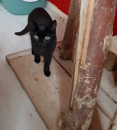 Heb jij Nilly, TORU of Sam gezien? Deze zes huisdieren worden in Apeldoorn vermist