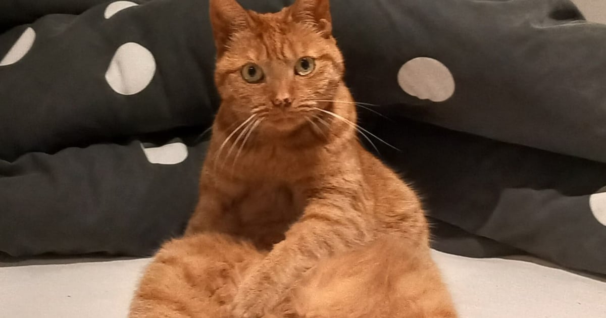 Heb jij Rosso of Rosie gezien? Deze twee huisdieren worden in Stede Broec vermist