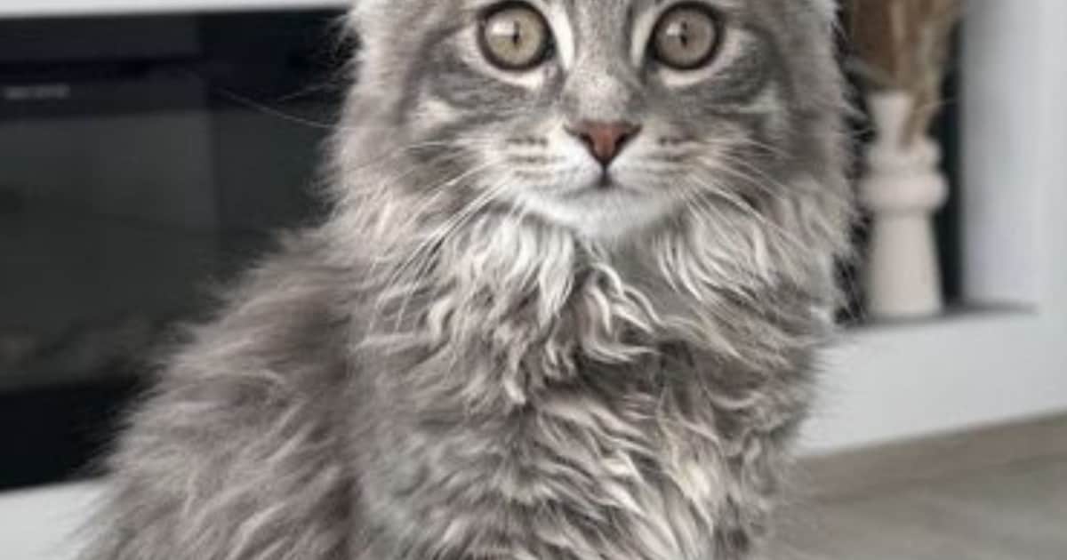 Heb jij Pasha gezien? Dit huisdier wordt in Zaanstad vermist