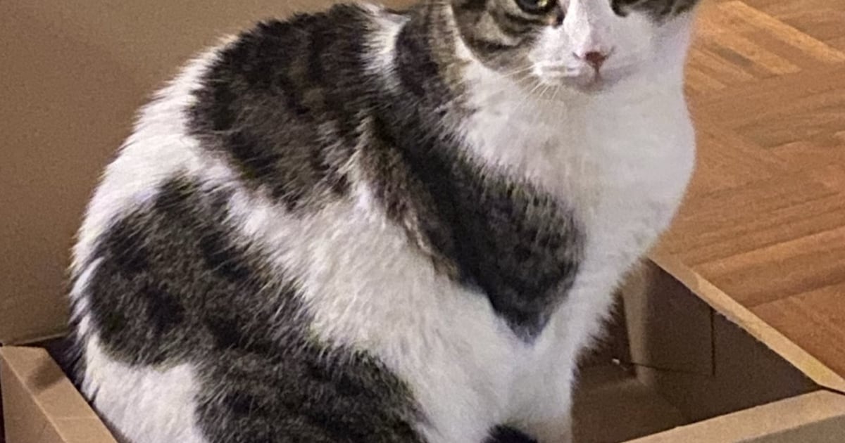 Heb jij Zena of Pie gezien? Deze twee huisdieren worden in Maastricht vermist