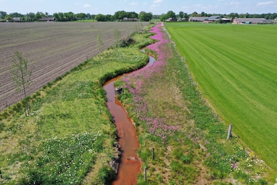 Boer vreest rottende asperges bij aanleg stuw in riviertje bij Bakel, maar krijgt geen gelijk
