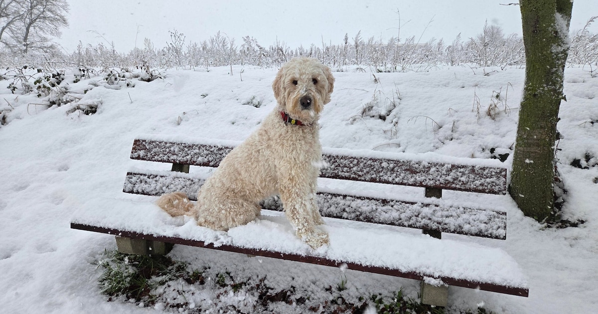 Hier word je blij van! Helmondse natte neuzen in de sneeuw