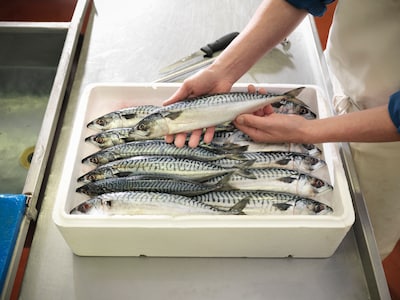 Overfished mackerel further at risk: ‘Risk of total fishing ban’