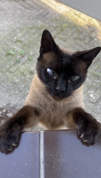 Heb jij Abby, Pluisje of Sky gezien? Deze vier huisdieren worden in Zaltbommel vermist