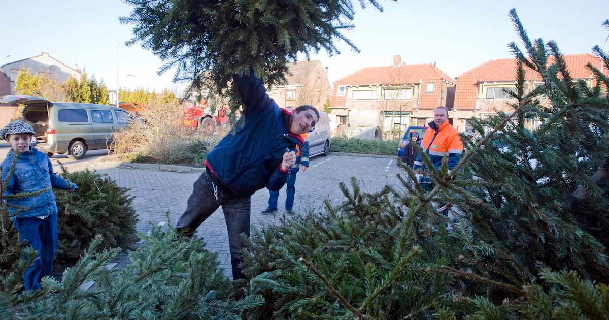 Woensdag 7 januari kerstbomenactie: lever in op meerdere plekken en krijg 1 euro per boom