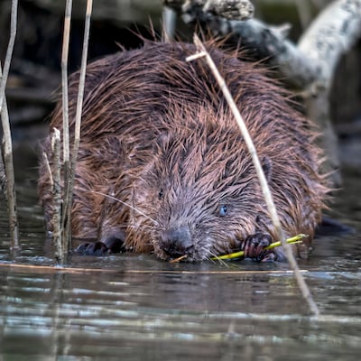 Image related to the article