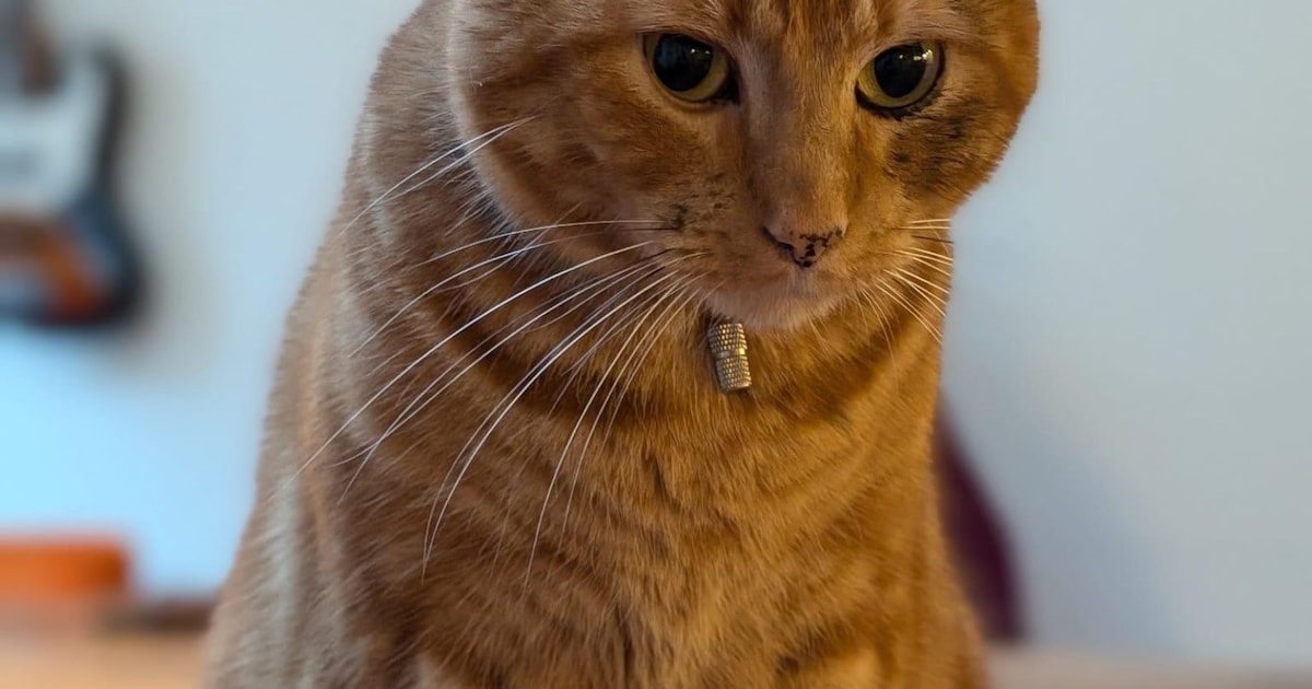 Heb jij Theodore, Ziva of Aura gezien? Deze acht huisdieren worden in Apeldoorn vermist