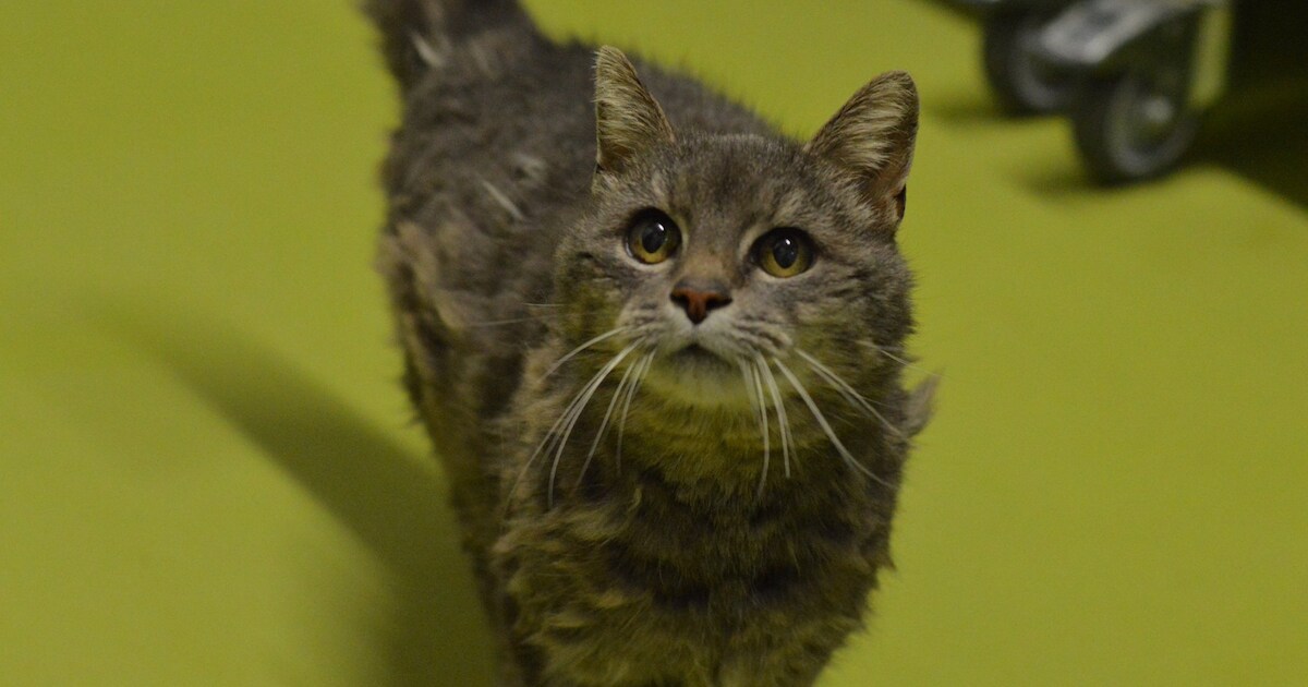 Raadsel: na 15 jaar duikt vermiste poes Libby op in Amersfoort. 105 kilometer van zijn thuis