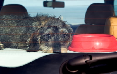 Baasje ‘even weg’, maar voor hond Max begint doodsstrijd in auto van 45 graden: ‘Ik moet water, nú’