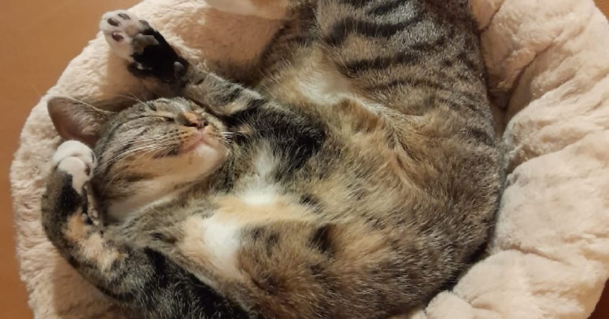 Heb jij Hazel of Muis gezien? Deze twee huisdieren worden in Rhenen vermist