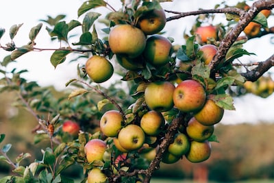 Hier kun je gratis noten en fruit plukken in Nijmegen: 3600 ‘openbare’ bomen in kaart gebracht