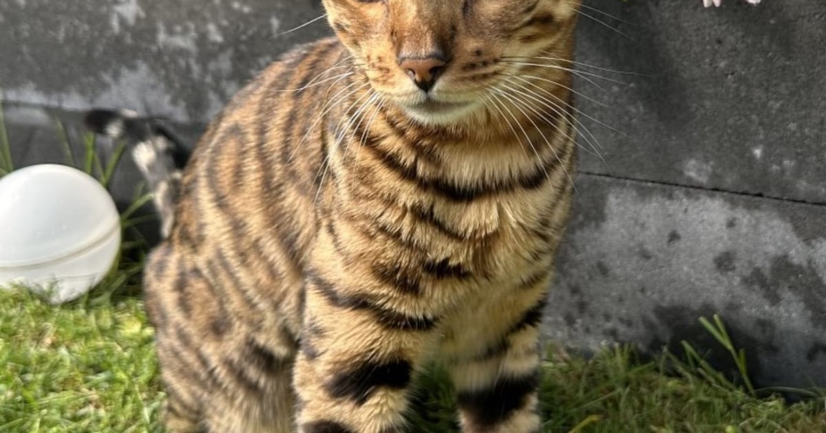 Heb jij Tokio of Rio gezien? Deze twee huisdieren worden in Venray vermist