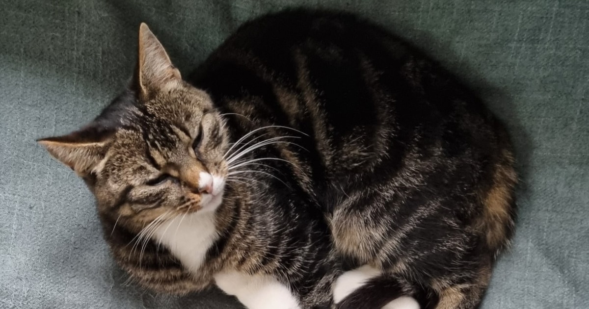 Heb jij Kiki gezien? Dit huisdier wordt in Coevorden vermist