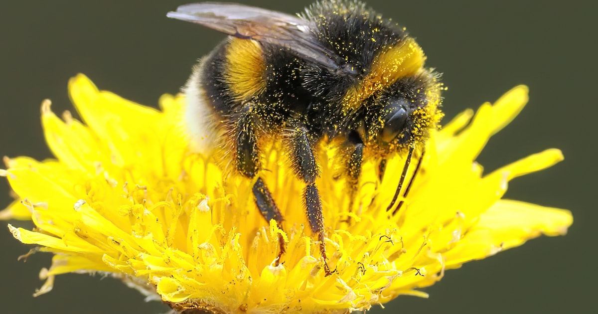 Open dag insectenbiotoop in Drimmelen