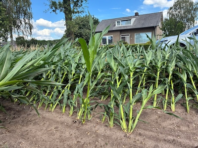 Storm ‘knakt’ maisgewassen: boeren draaien op voor schade