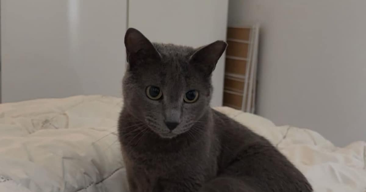 Heb jij Nala gezien? Deze twee huisdieren worden in Utrechtse Heuvelrug vermist