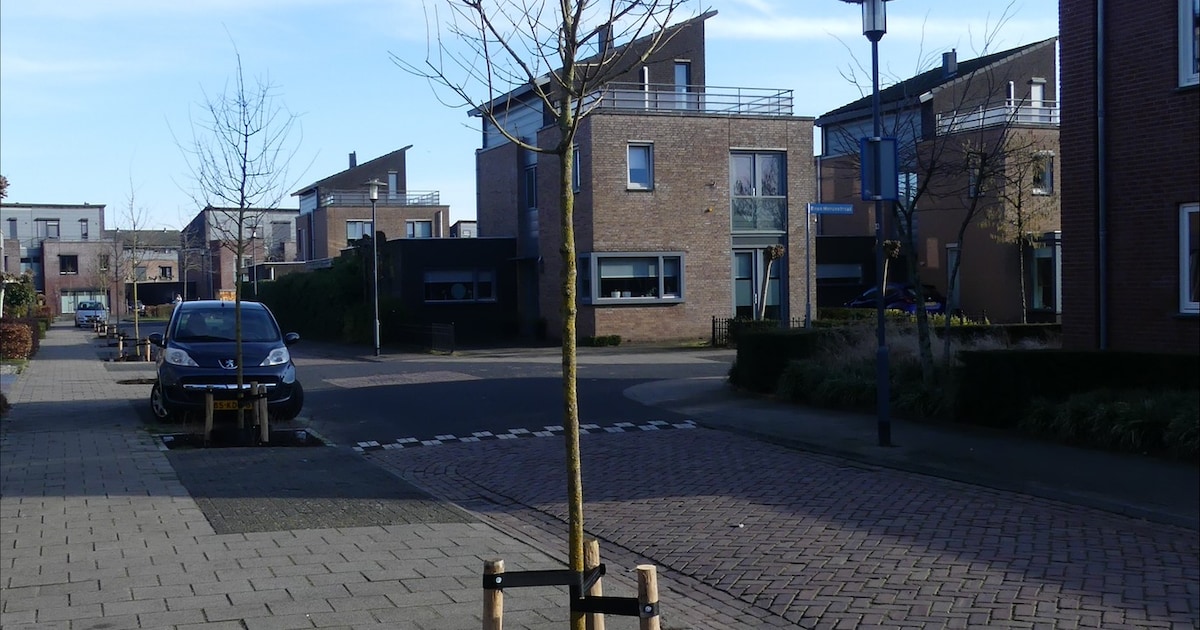 Nieuwe bomen en planten in drie straten in Rijen