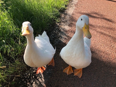 Eendjes Kiki en Kees zijn onafscheidelijk, dan wordt één op de verkeerde plek uitgezet: ‘Als ze de s