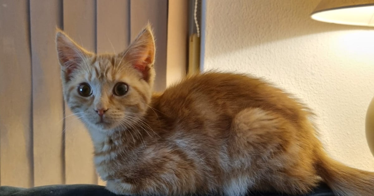 Heb jij Fay gezien? Dit huisdier wordt in Harlingen vermist