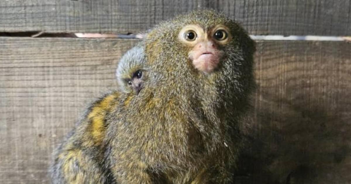 Verrassing in dierentuin: baby voor kleinste aap ter wereld, verzorgers dachten alleen mannetjes te 