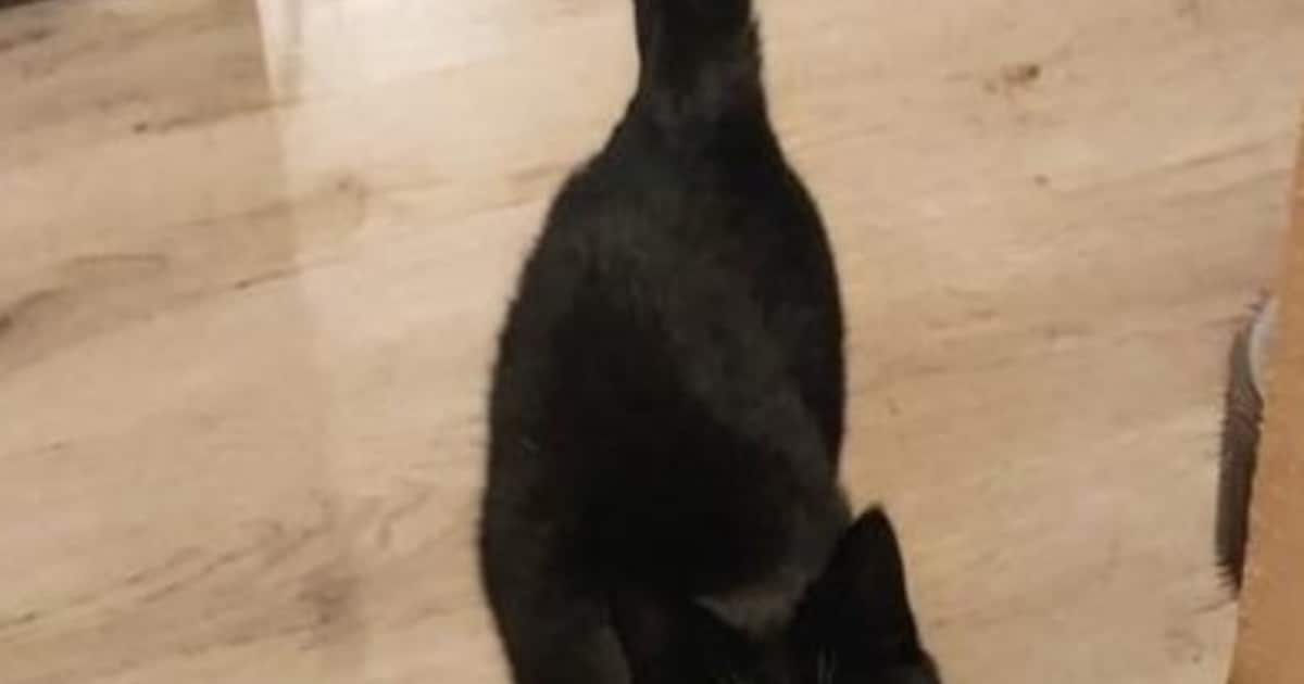 Heb jij Tessel, Xena of Mo gezien? Deze drie huisdieren worden in Stede Broec vermist