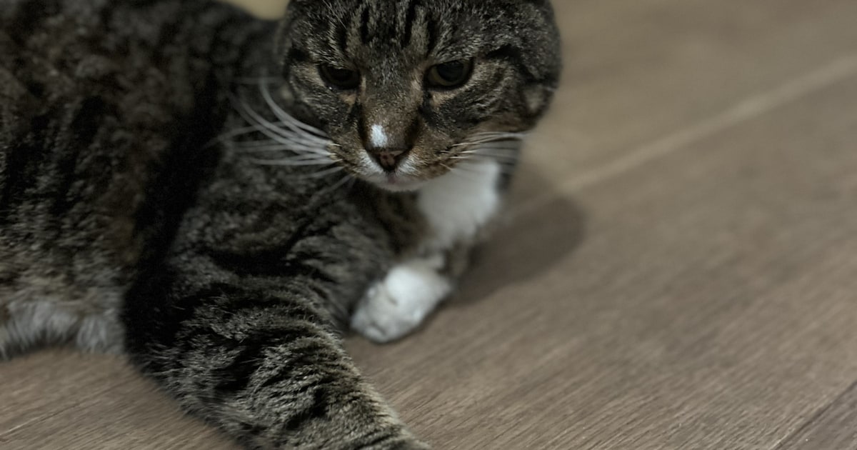 Heb jij Cooper gezien? Dit huisdier wordt in Leidschendam-Voorburg vermist