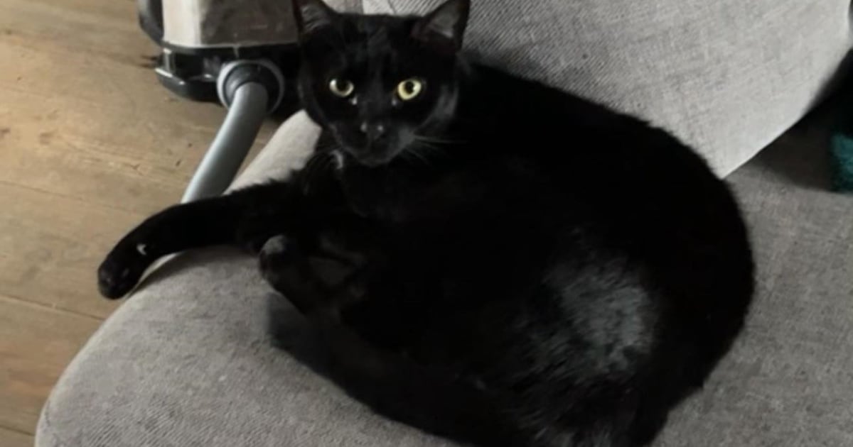 Heb jij Spook of Jonko gezien? Deze twee huisdieren worden in Stede Broec vermist