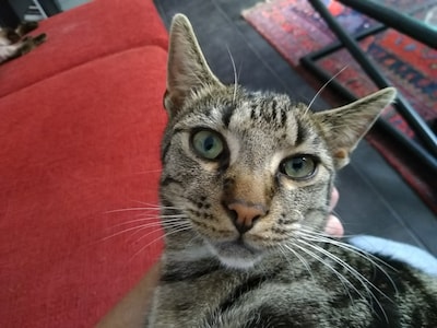 Heb jij Guus, Chanty of Tijgertje gezien? Deze vier huisdieren worden in Valkenswaard vermist